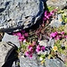 <b>Pedicularis kerneri.</b>