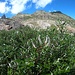 <b>Salix sp.</b>