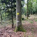 Im Wald auf dem Farnsberg. Hier führt das Weglein zum Heimwehbänkli hinunter.<br /><br /><br />