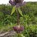 Purpur Enzian "gentiana purpurea"
