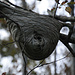 Eigenartiges Nest