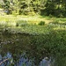 Piante acquatiche... bellissime!!
