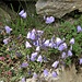 Campanula cochleariifolia Lam.<br />Campanulaceae<br /><br />Campanula dei ghiaioni<br />Campanule naine <br />Niedliche Glockenblume, Kleine Glockenblume, Löffelkrautblättrige Glockenblume <br />