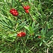 Daphne mezereum L. 	<br />Thymelaceae<br /><br />Dafne mezereo<br />Bois gentil <br />Ziland, Echter Seidelbast, Kellerhals <br />