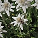Leontopodium alpinum Cass. 	<br />Asteraceae<br /><br />Stella alpina, Edelweiss<br />Edelweiss<br />Edelweiss<br />