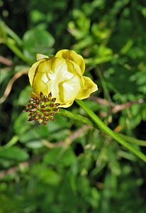 Trollius europaeus L. 	<br />Ranunculaceae<br /><br />Botton d'oro<br />Trolle d'Europe <br />Europäische Trollblume, Ankebälli <br />