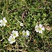Cerastium alpinum L. 	<br />Caryophillaceae<br /><br />Peverina alpina<br />Céraiste des Alpes <br />Alpen-Hornkraut <br />