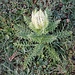 Cirsium spinosissimum (L.) Scop. 	<br />Asteraceae<br /><br />Cardo spinosissimo<br />Cirse épineux <br />Alpen-Kratzdistel, Reichstachelige Kratzdistel <br />