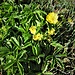 Potentilla aurea L. 	<br />Rosaceae<br /><br />Cinquefoglie fior d'oro<br />Potentille dorée <br />Gold-Fingerkraut <br />