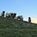 Il gregge di Walliser Schwarznose mi guarda un po' perplesso.