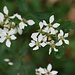 Blüten
