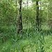 durchs Moor