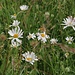 Bleame am Wegesrand