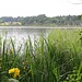 Lilien am See