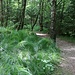 wischig