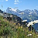 Auch die Blumenwelt neigt sich zum Titlis hin