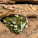 herrliches Blumenpolster in der Felswelt
