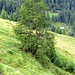 Säbelwuchs: der Baum wächst an einem stetig rutschendem Hang (wenige Millimeter/Jahr) und ist bestrebt senkrecht zu wachsen