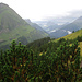 Blick zum "Wilder Kaiser". Iwo nach rechts hoch zieht der Direktanstieg über Gras zum Hahnleskopf