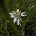 Alpen-Edelweiß (Leontopodium nivale) Ursprünglich eine Pflanze aus dem Asiatischen Raum