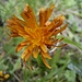 Gold-Pippau (Crepis aurea)