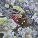 Berg-Hauswurz und Spinnweb-Hauswurz (Sempervivum arachnoideum × montanum) umringt von Landkartenflechten