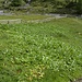 Lägerfluren, überdüngte Wiesen auf denen Weidevieh lagert. Der Alpenampfer überwuchert das nahrhafte Gras und macht so die Weiden unnutzbar.
