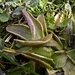 Eine Fleisch -(Kleinstinsekten) fressende Pflanze: Alpen-Fettkraut (Pinguicula alpina) 