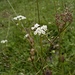 weißer Wiesenkümmel (Carum carvi)