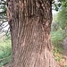 Il tronco di un magnifico castagno.