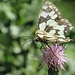 Melanargia galathea<br />Nymphalidae<br /><br />Galatea<br />Demi-deuil<br />Schachbrett (Schmetterling)<br />
