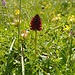 Im Blumenparadies von Alpschele gedeiht auch das Schwarze Kohlröschen (Nigritella nigra), hierzulande Männertreu genannt.