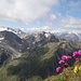 Alpen-Grasnelken vor Basodino