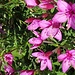 Farbenfrohe Alpenflora
