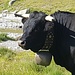 Prächtige Eringerkühe beim Tälliboden