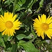 Leuchtendes Gelb am Wegrand