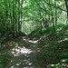 ...und wieder in den Wald hinein.