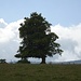 Sturmerprobter Einzelbaum auf der Alp Graitery
