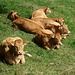 Spezielle Rinderrasse auf dem Oberdörferberg