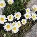 Alpen-Margeriten am Wegrand