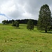Typisch Jura: freistehende Prachtsbäume