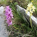 Orchideenpracht am Monte Sagro.
