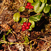 Preisselbeeren