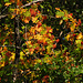 Bunt