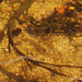 Eine Garnele, leider unscharf, fast transparent