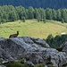 Wiese