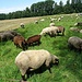 Schafe zwischen Aubing und Puchheim
