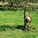 Bei Schlagenhofen kratzt sich Kuh ausgiebig an einem Baum