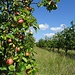 Apfelanbau bei Breitenbrunn