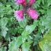 Carduus personata (L.) Jacq. 	<br />Asteraceae<br /><br />Cardo con corolla personata<br />Chardon bardane <br />Kletten-Distel <br />